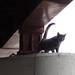 A cat is seen sitting on a concrete pylon under an overpass along I-94 on Tuesday. Photos courtesy of Humane Society of Huron Valley